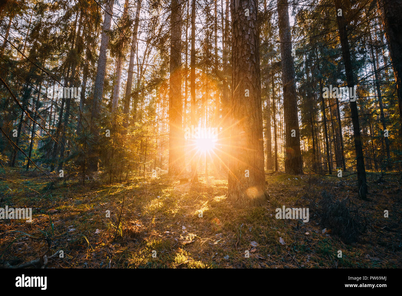 Schönen Sonnenuntergang Sonnenaufgang Sonne Sonnenschein im sonnigen Herbst Nadelwald. Sonnenlicht Sonnenstrahlen Sonnenstrahlen durch Wald im Herbst Wald Landschaft. Stockfoto