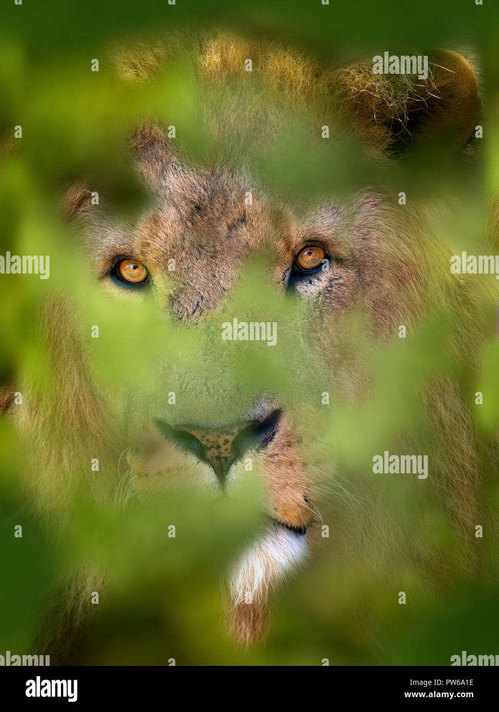 Erwachsener Löwe Panthera leo im Masai Mara Nationalpark Kenia Stockfoto