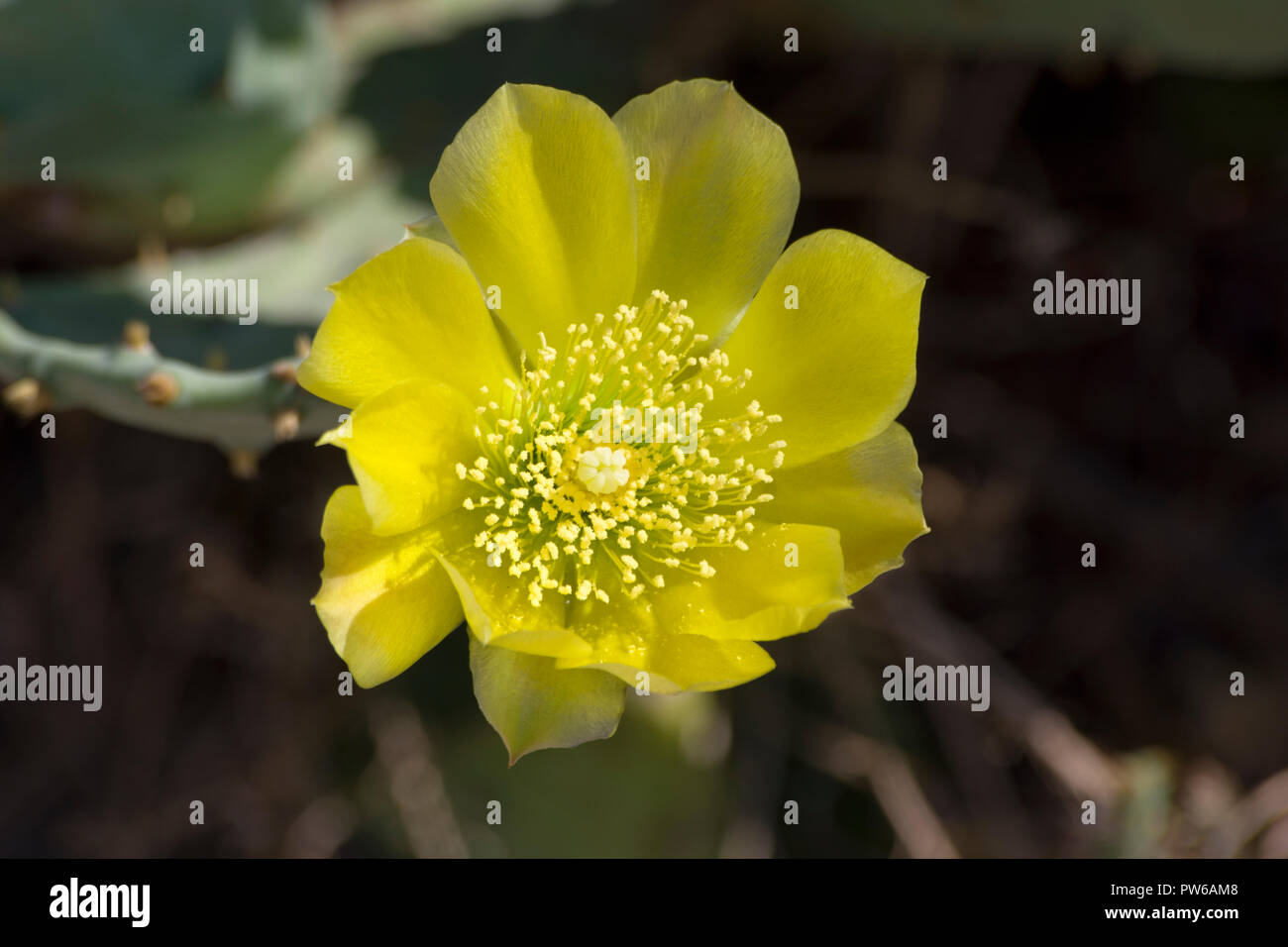 Gelb Kaktusfeige Blume Stockfoto