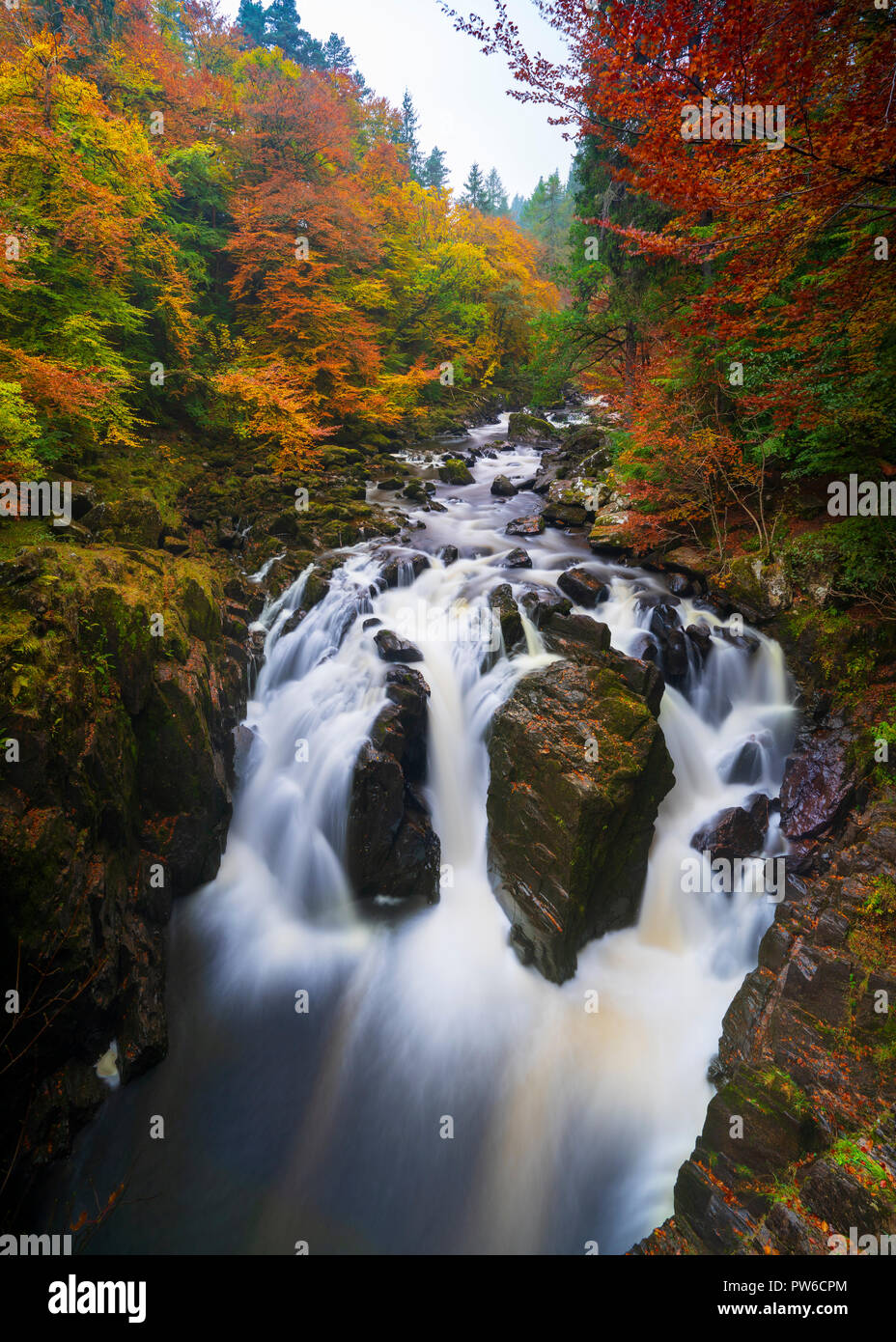 Spektakuläre Herbstfarben bei Black Linn Falls an der Eremitage ein berühmter Schönheitsort in der Nähe von Dunkeld in Perthshire, Schottland Stockfoto