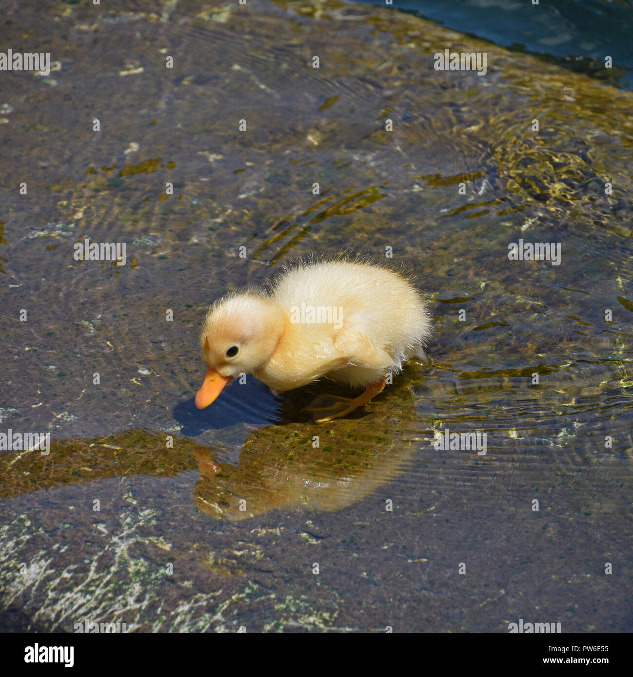 Schließen Sie einen niedlichen kleinen gelben baby Entlein in blaues Wasser, hohen Winkel Seitenansicht Stockfoto