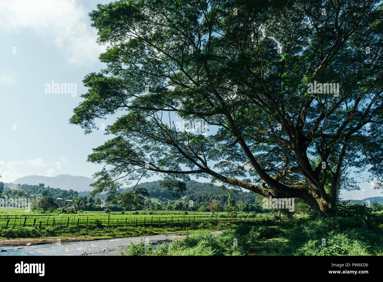 Big Tree auf Strom Wasser in der Nähe von Green Farm Feld in sonniger Tag. Stockfoto