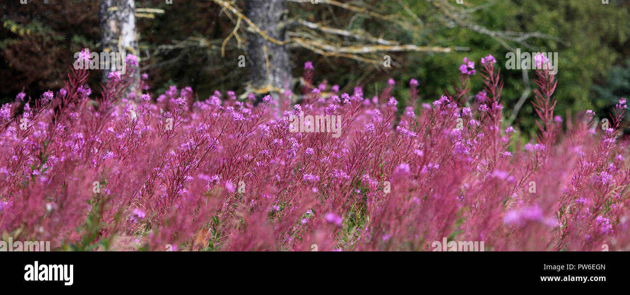 Lavendel Farbe fireweed mit dunklen Grün der Wald im Hintergrund Stockfoto