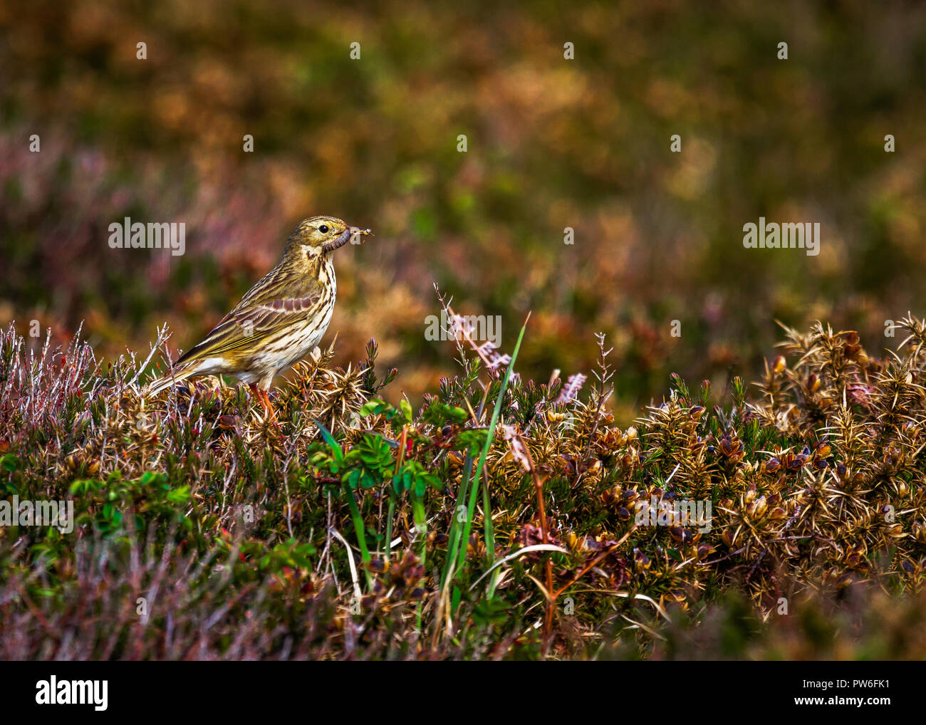 Wiese Pieper Stockfoto
