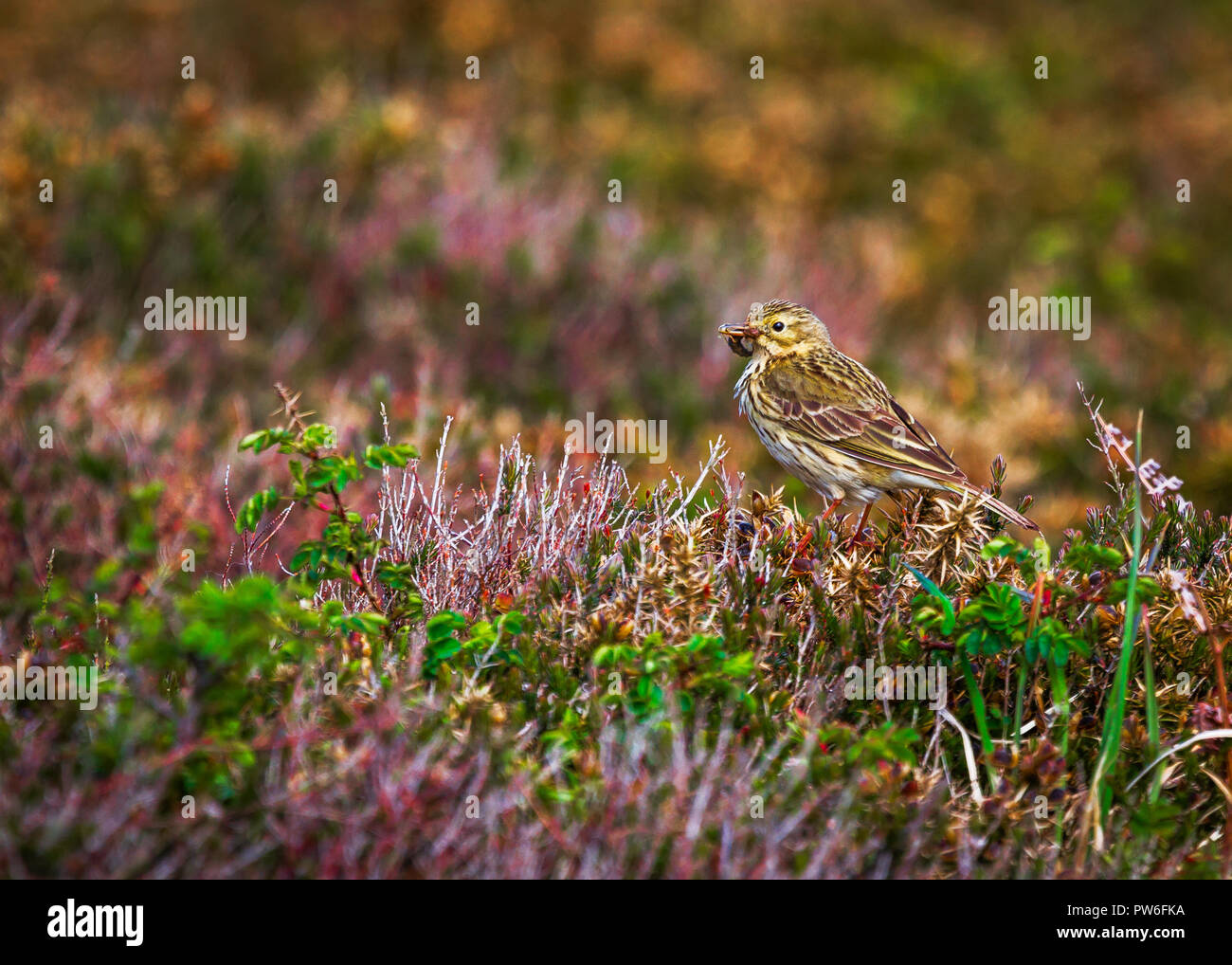 Wiese Pieper Stockfoto Wiese Pieper Stockfoto