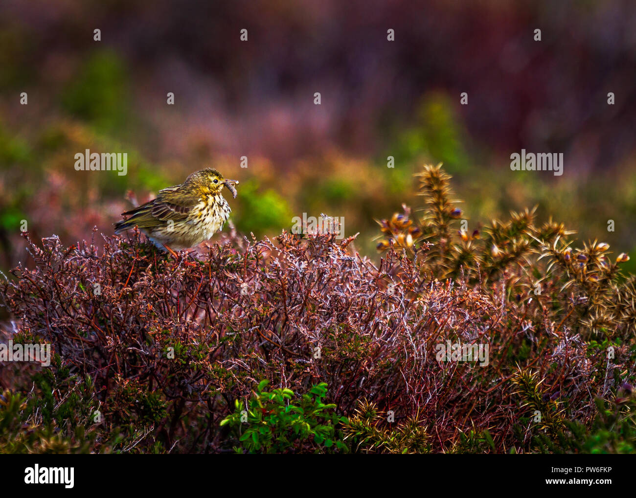 Wiese Pieper Stockfoto Wiese Pieper Stockfoto