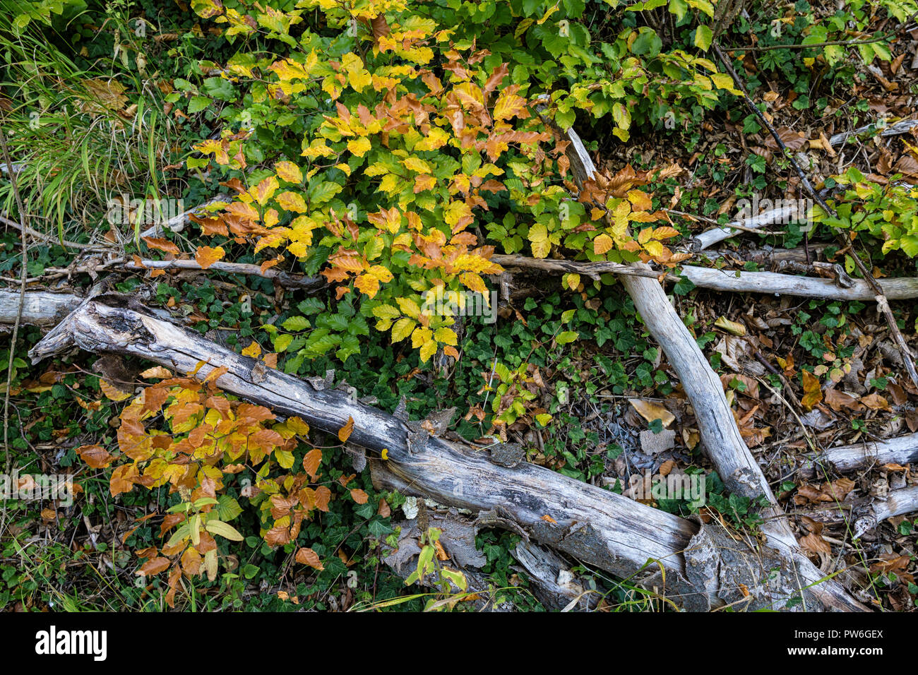 Herbst - Wald boden Stockfoto