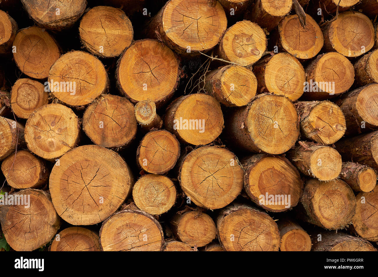 Trockene gehackt Tree Protokolle übereinander gestapelt. Stockfoto