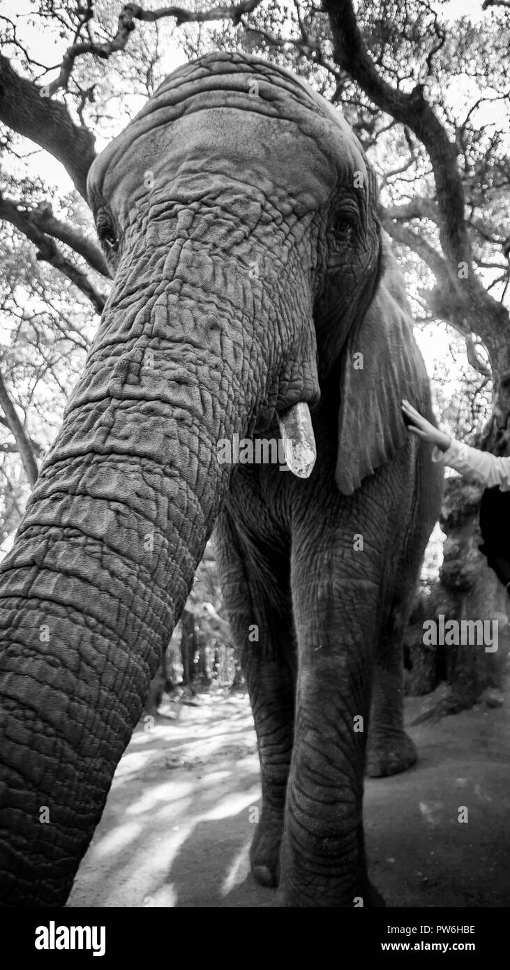 Ein junges Mädchen Anschläge im afrikanischen Busch Elefanten an einem North West Provinz Elephant Sanctuary in Südafrika Stockfoto