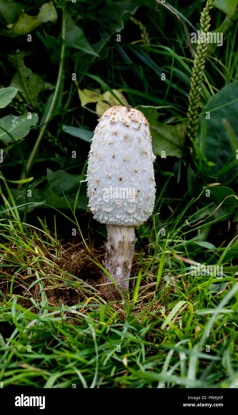 Essbare Wild Mushroom. Große weiße shaggy mane Tinte cap Pilze im Gras wächst. Stockfoto