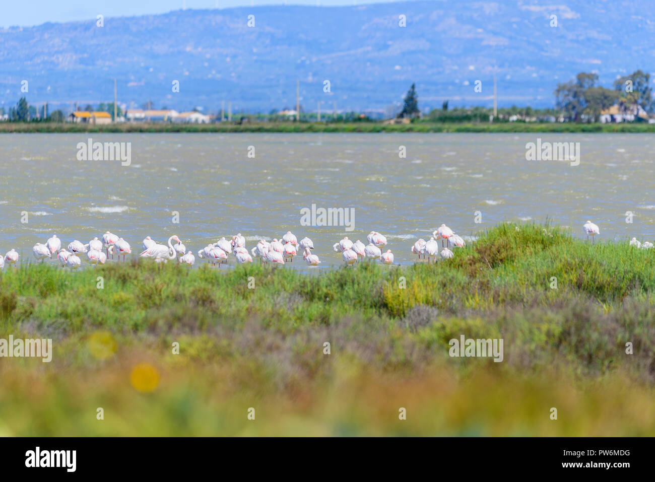 Schönen flamingo Gruppe im Wasser in Delta del Ebro, Katalonien, Spanien. Kopieren Sie Platz für Text Stockfoto