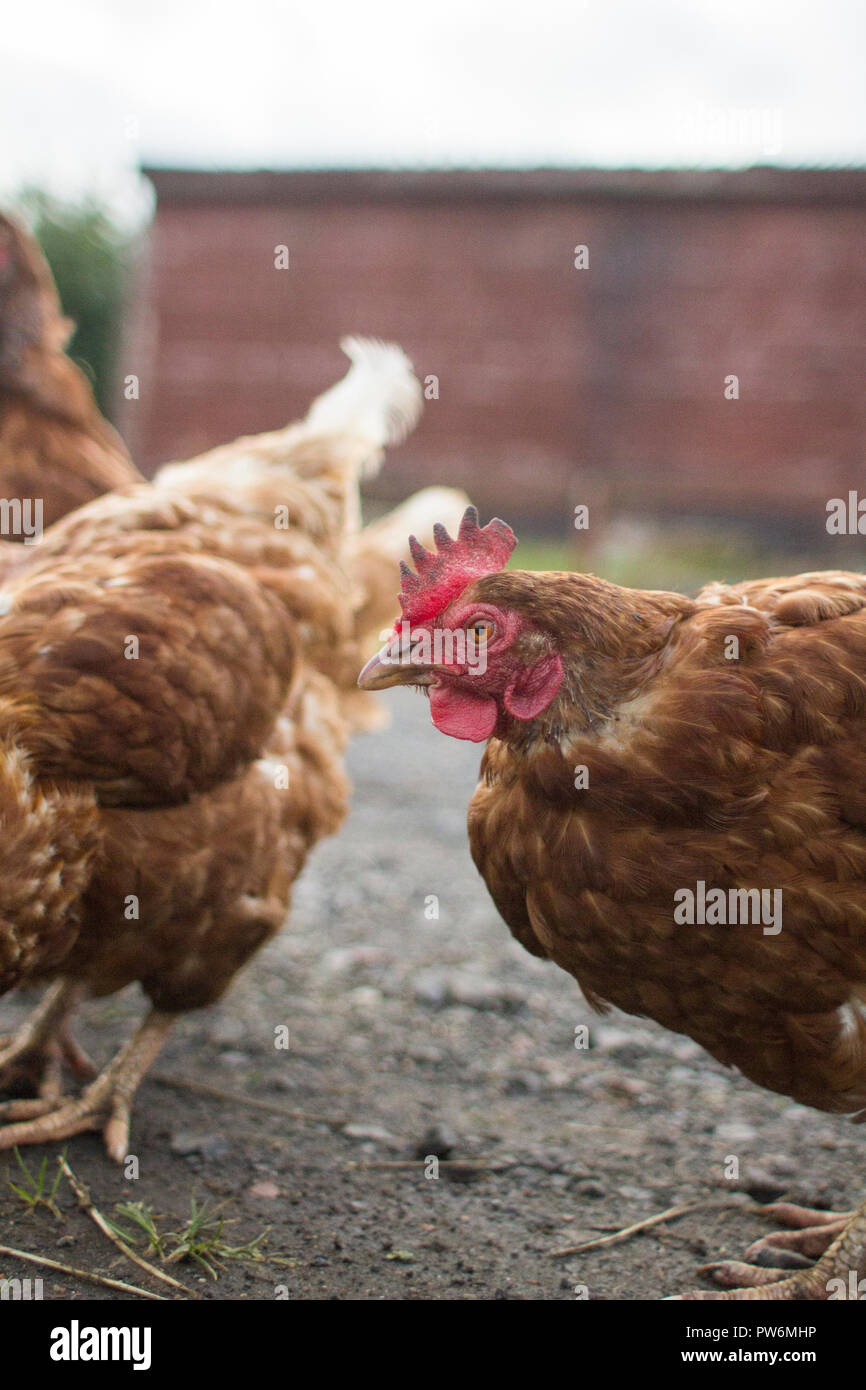 Ein ex-Batterie gezüchtetem Huhn außerhalb Stockfoto