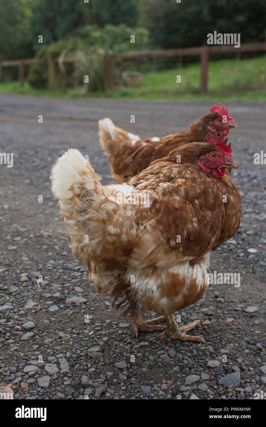 Zwei ex-Legebatterien außerhalb. Stockfoto