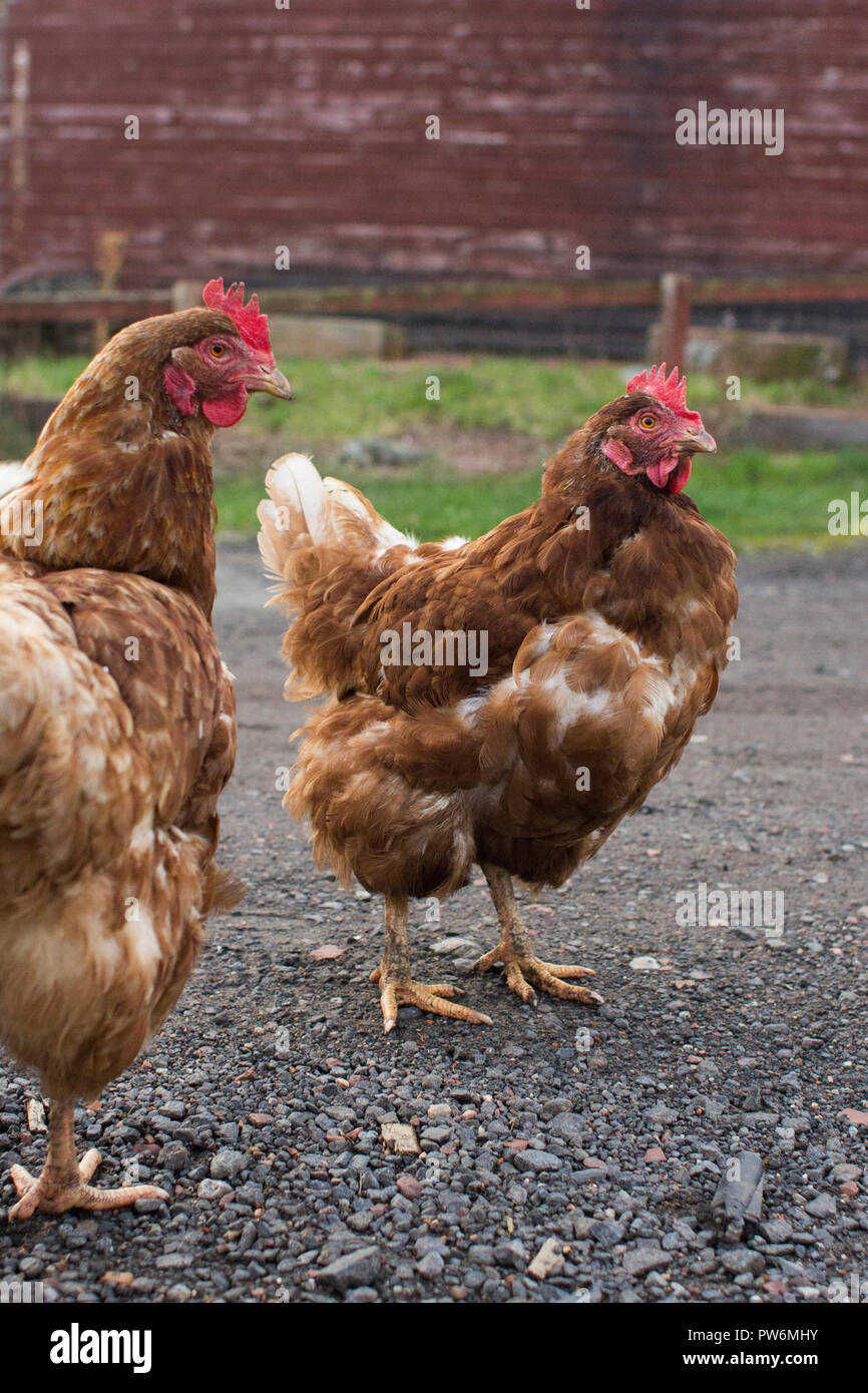 Zwei ex-Legebatterien außerhalb Stockfoto