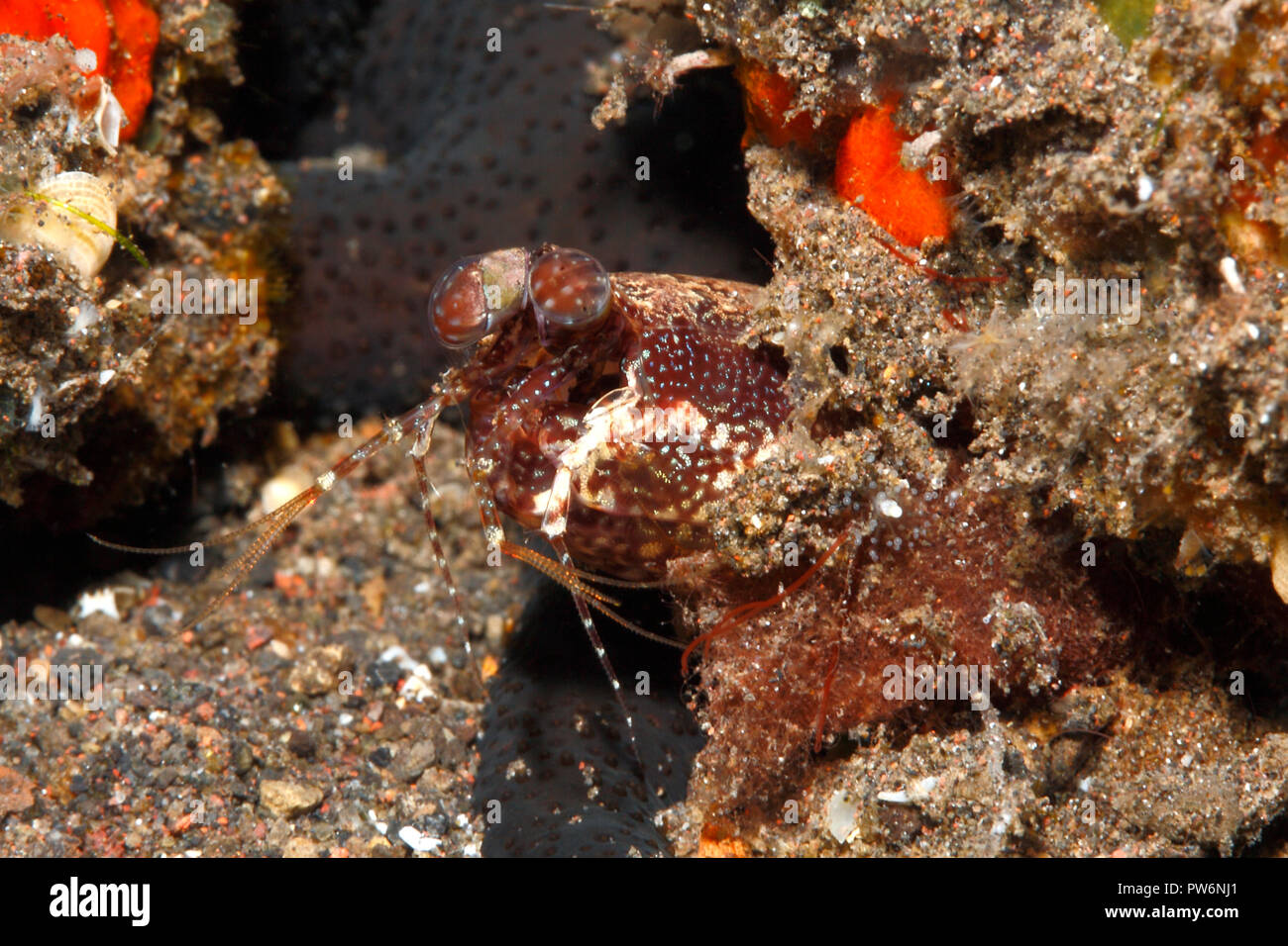 Mantis Shrimps, Pseudosquilla ciliata. Tulamben, Bali, Indonesien. Bali Sea, Indischer Ozean Stockfoto