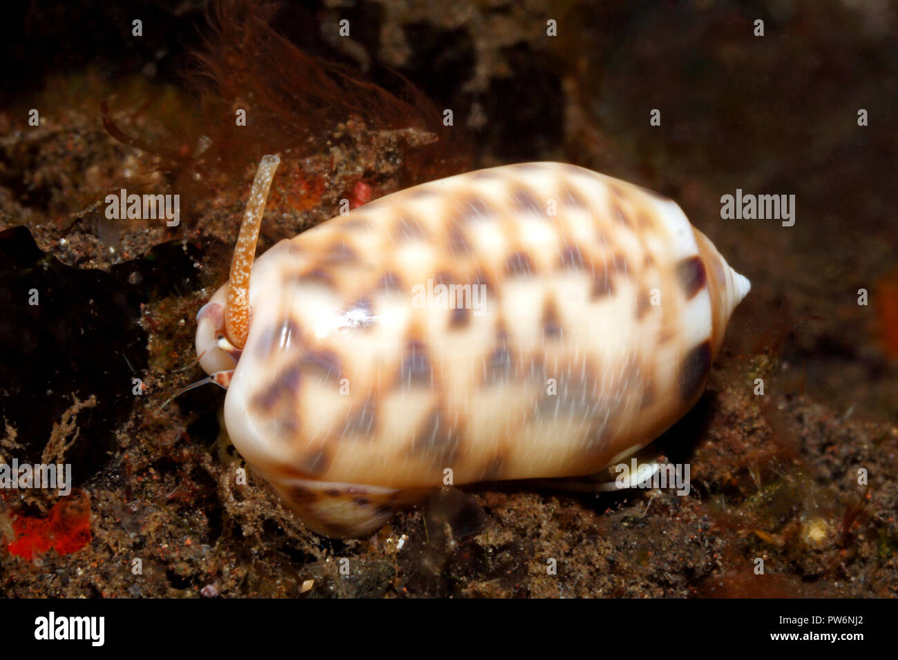 Beringter Olive Shell, Oliva meistens. Tulamben, Bali, Indonesien. Bali Meer, Indischer Ozean Stockfoto