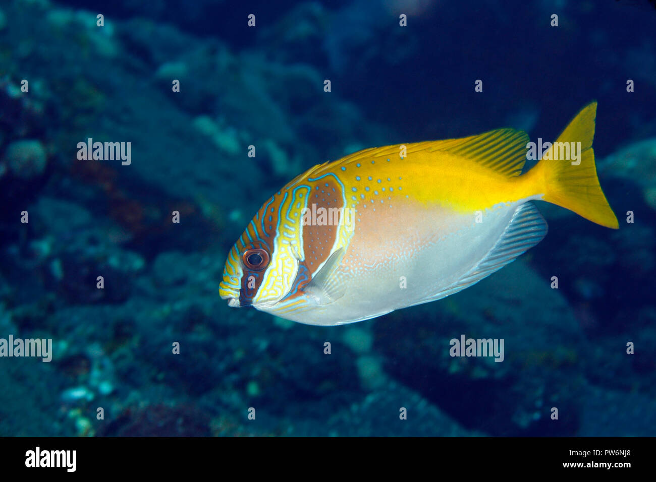 Doublebar Rabbitfish, auch als zwei Vergitterten Rabbitfish, Virgate Rabbitfish und Barhead Spinefoot, Siganus virgatus bekannt. Tulamben, Bali, Indonesien. Bali Stockfoto