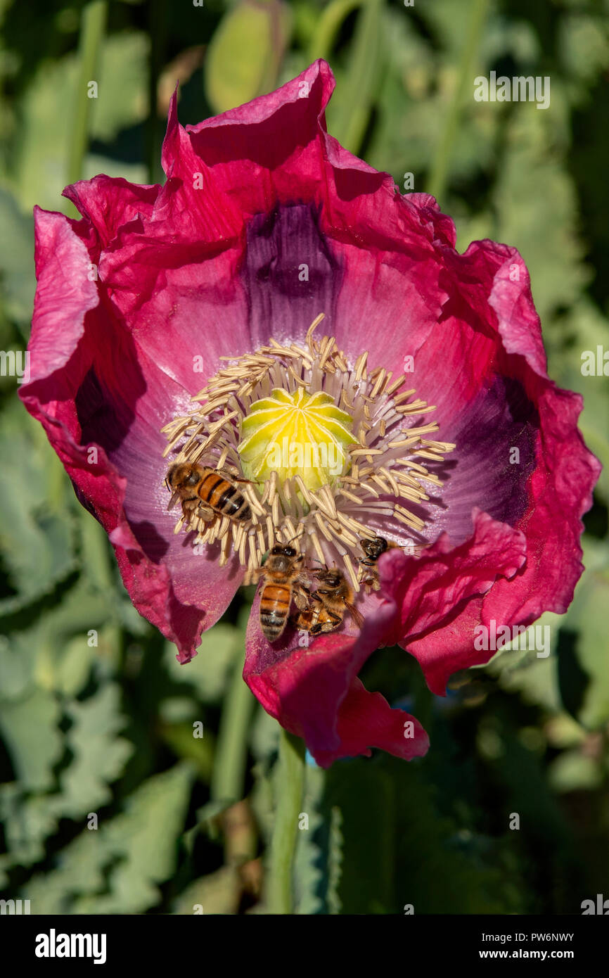 Pollen Sammler Schwer am Arbeiten, Alowyn Gärten, Yarra Glen, Victoria, Australien Stockfoto