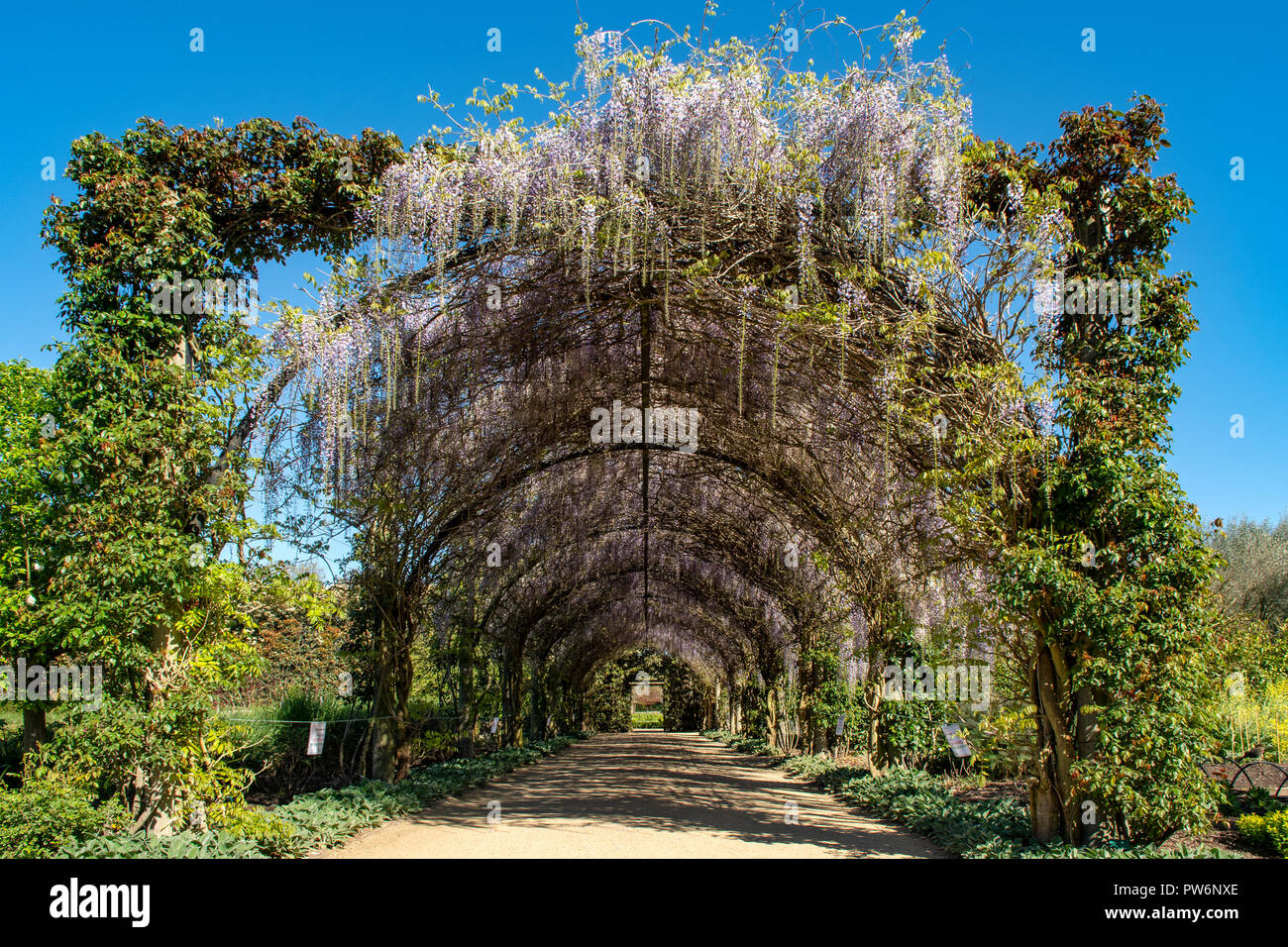 Wisteria Torbogen am Alowyn Gärten, Yarra Glen, Victoria, Australien Stockfoto