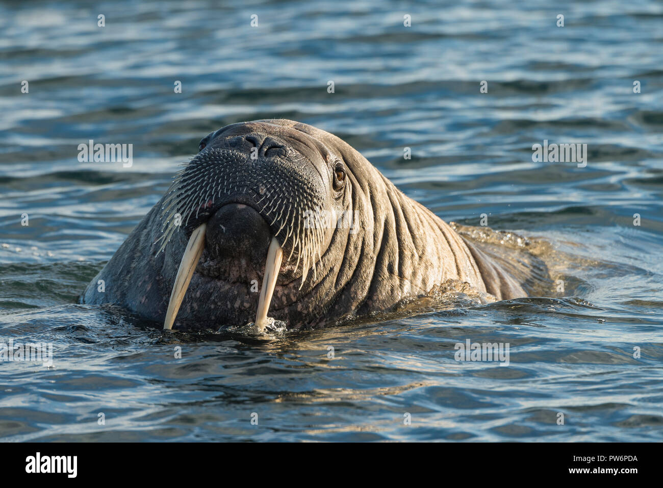 Walross (Odobenus rosmarus), Moffen Insel, Moffen Nature Reserve, Inselgruppe Spitzbergen, Svalbard und Jan Mayen, Norwegen Stockfoto