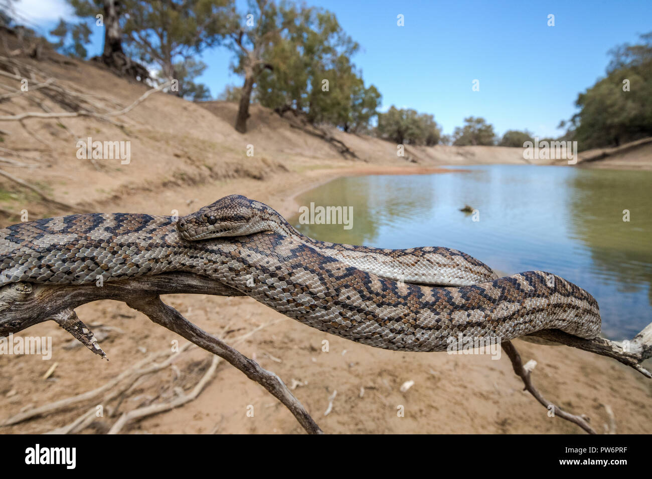 Murray Darling Teppich Python Stockfoto