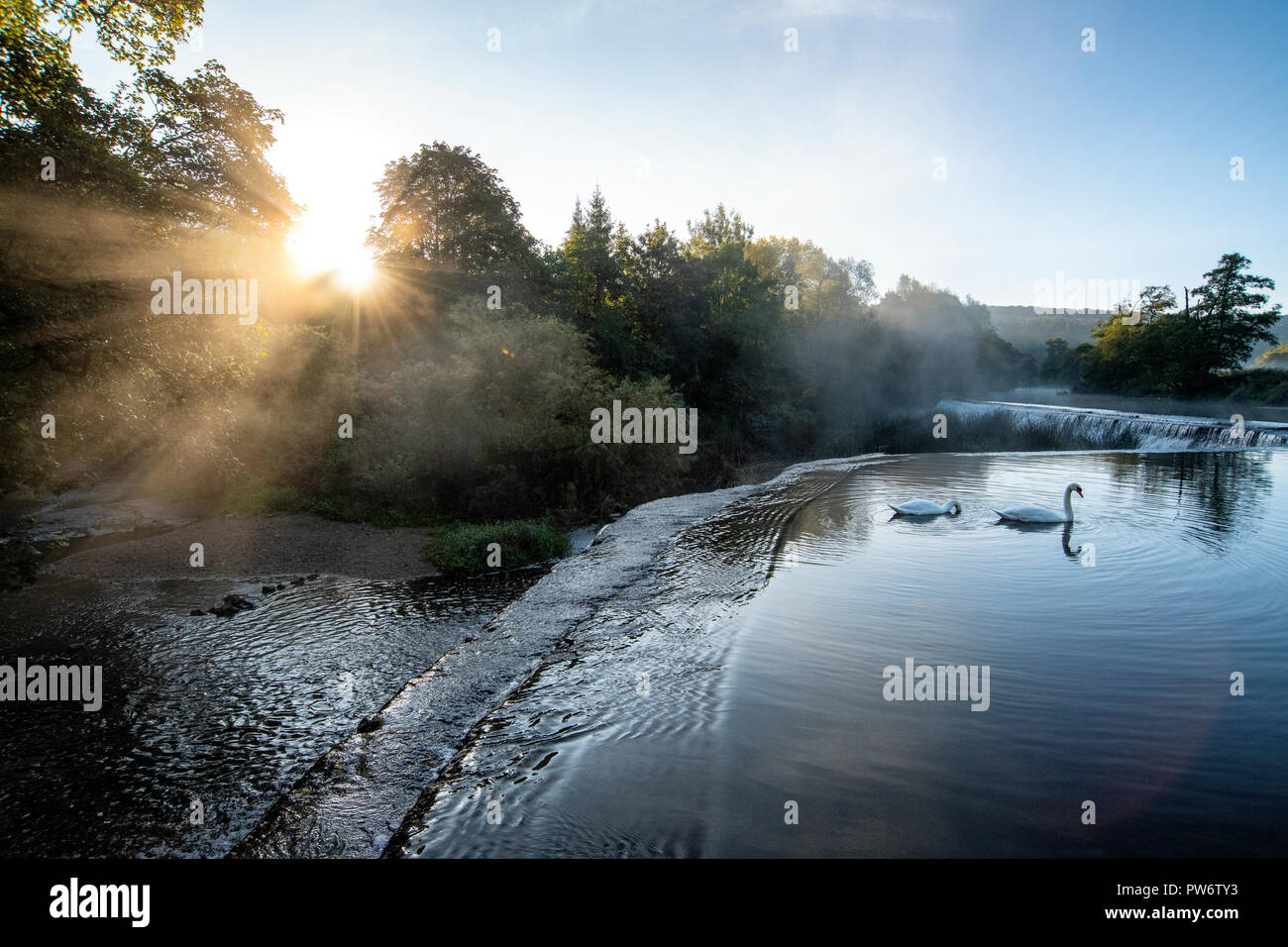 Ein paar Höckerschwäne (Cygnus olor) an Warleigh Wehr auf den Fluss Avon in Somerset, Vereinigtes Königreich. Stockfoto