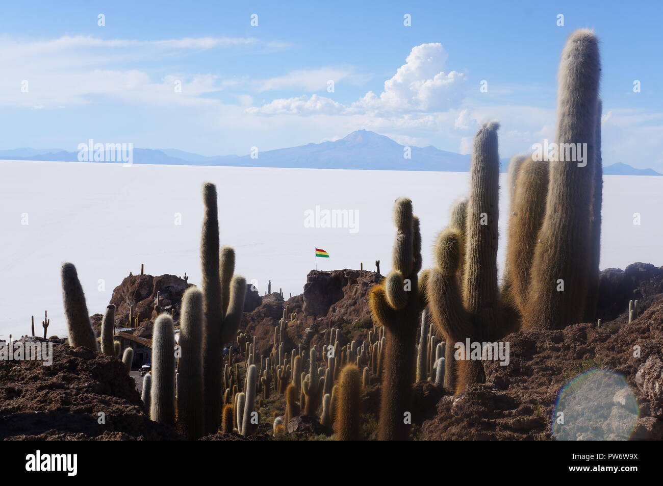 Isla Incahuasi mit der riesigen Kakteen und die Bolivien Flag in der Ferne. Salar de Uyuni, Bolivien, Südamerika Stockfoto