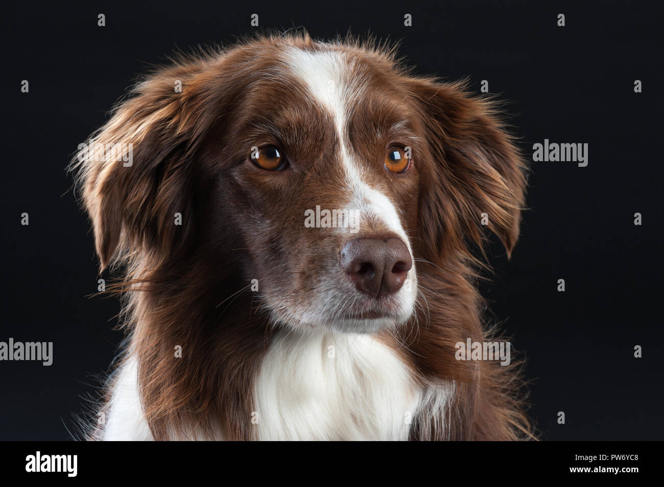 Kreuz Rasse Studio Portrait von Hund mit schwarzem Hintergrund Stockfoto