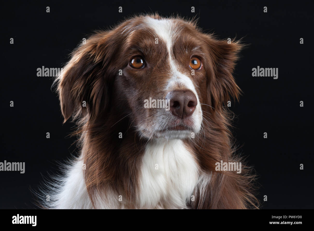 Kreuz Rasse Studio Portrait von Hund mit schwarzem Hintergrund Stockfoto