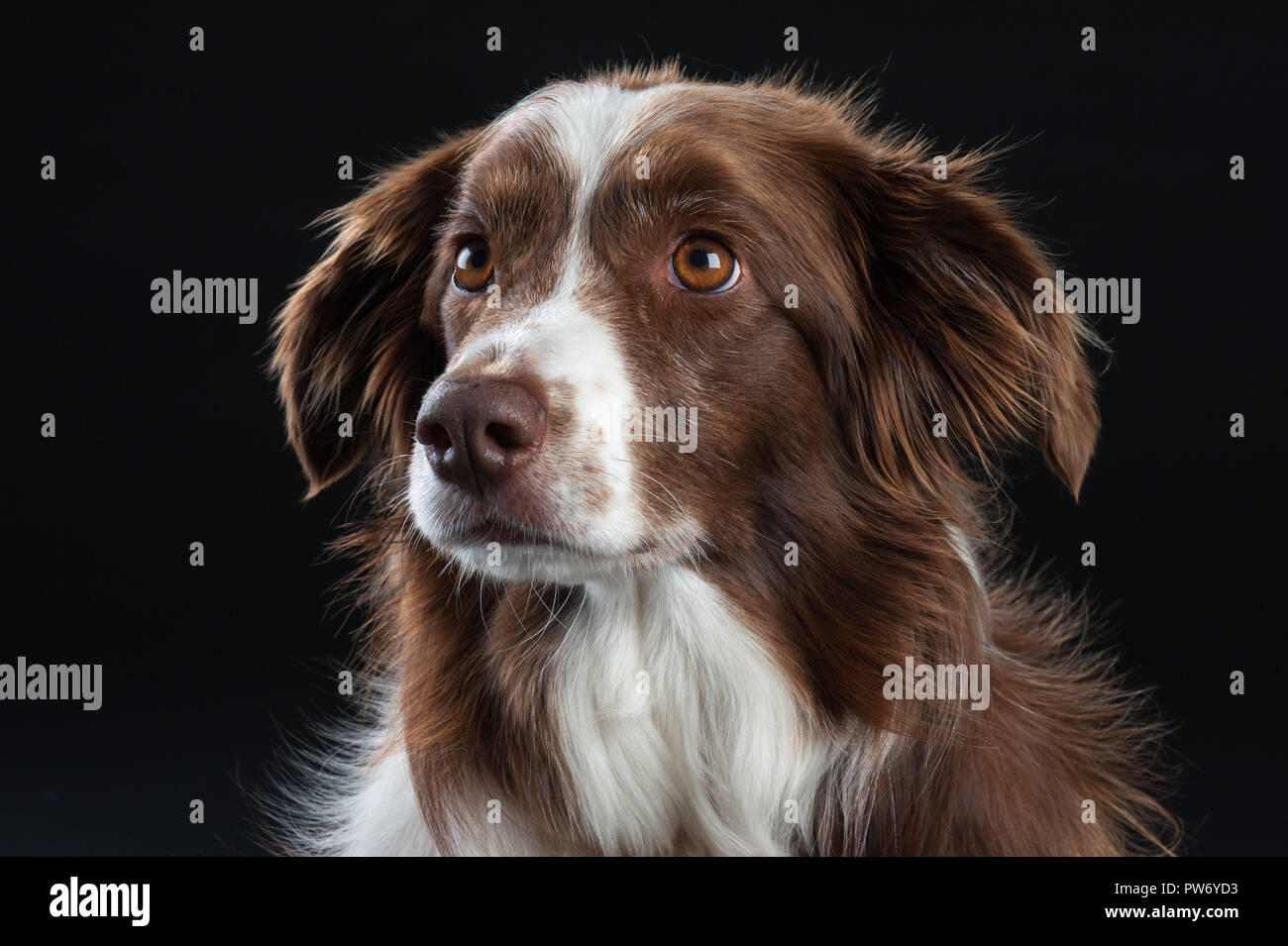Kreuz Rasse Studio Portrait von Hund mit schwarzem Hintergrund Stockfoto