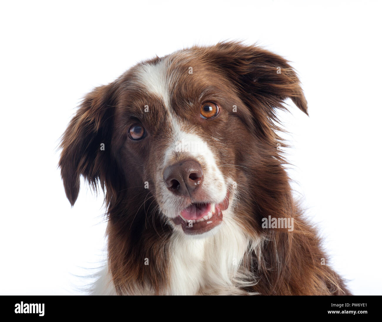 Cross Breed Dog Portrait mit weißen studio Hintergrund Stockfoto