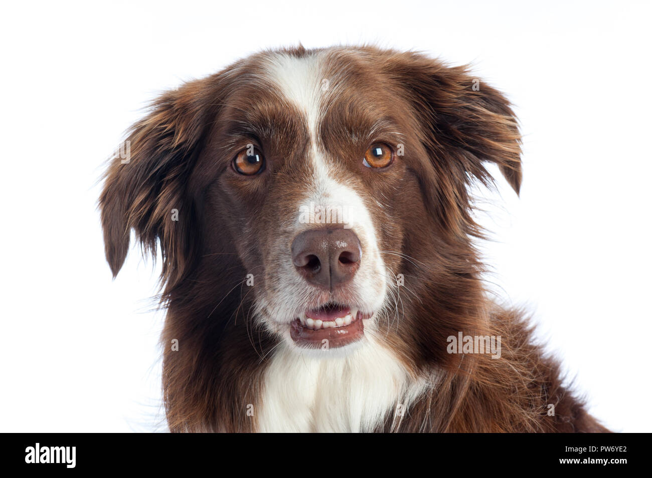 Cross Breed Dog Portrait mit weißen studio Hintergrund Stockfoto