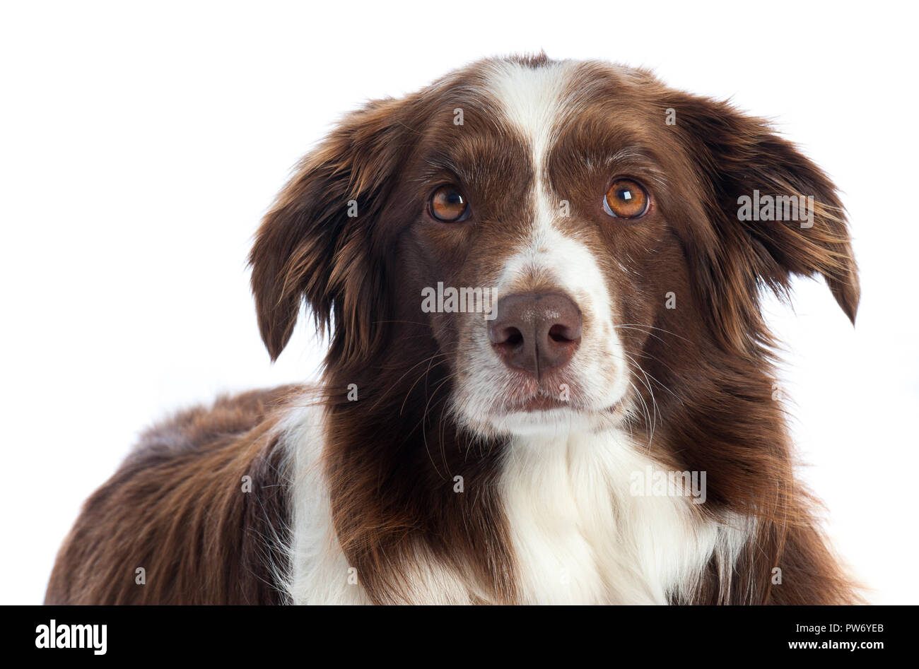 Cross Breed Dog Portrait mit weißen studio Hintergrund Stockfoto