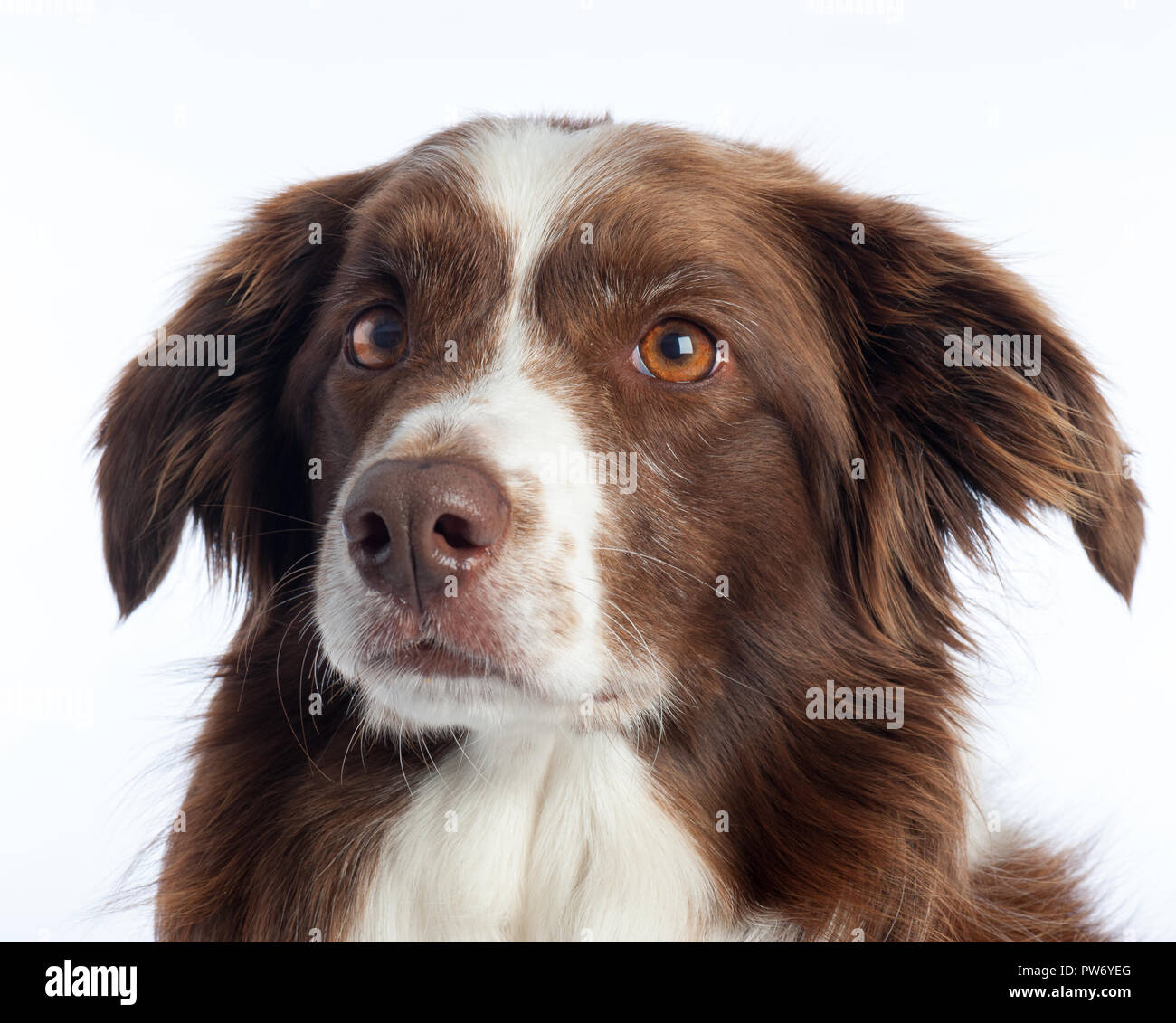 Cross Breed Dog Portrait mit weißen studio Hintergrund Stockfoto