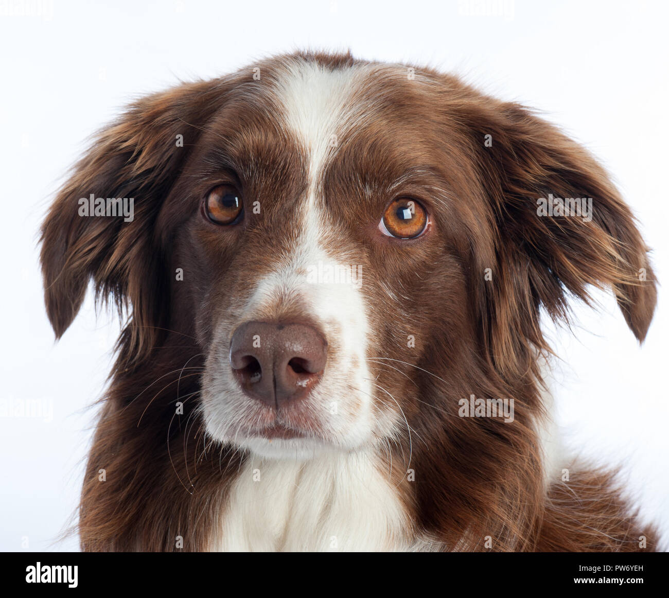 Cross Breed Dog Portrait mit weißen studio Hintergrund Stockfoto