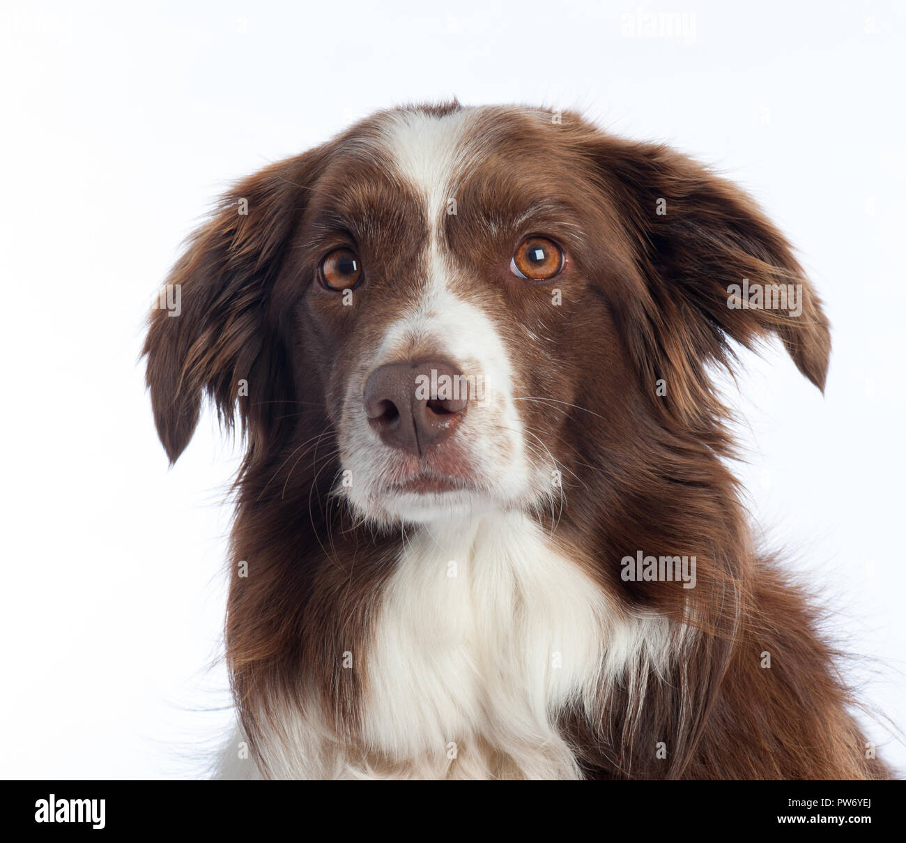 Cross Breed Dog Portrait mit weißen studio Hintergrund Stockfoto