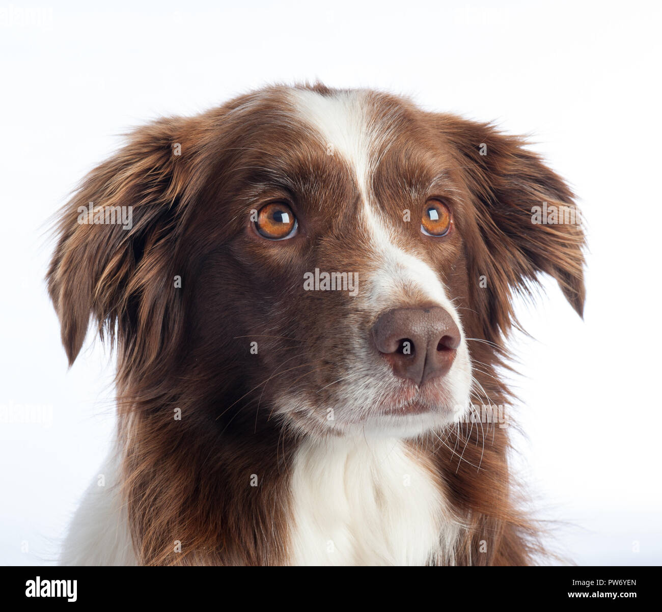 Cross Breed Dog Portrait mit weißen studio Hintergrund Stockfoto