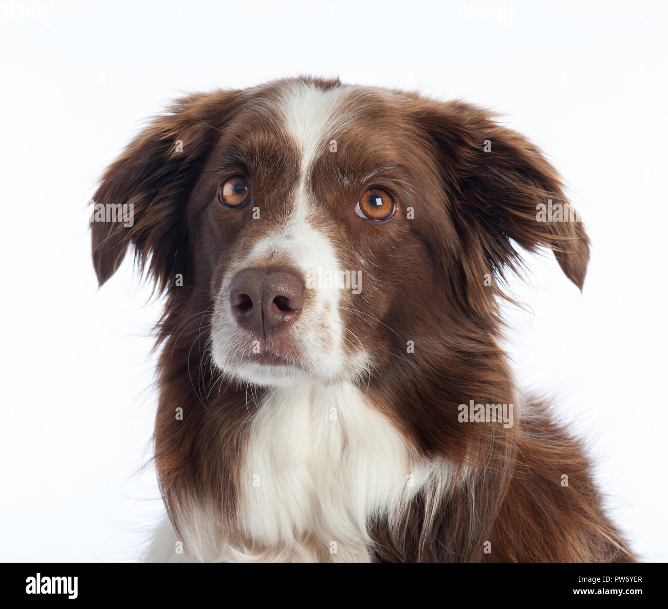 Cross Breed Dog Portrait mit weißen studio Hintergrund Stockfoto