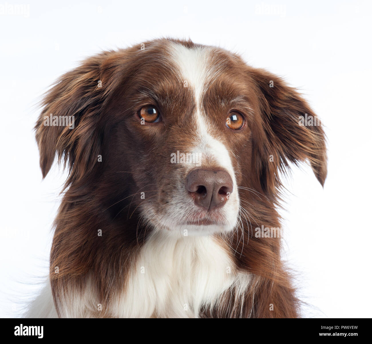 Cross Breed Dog Portrait mit weißen studio Hintergrund Stockfoto