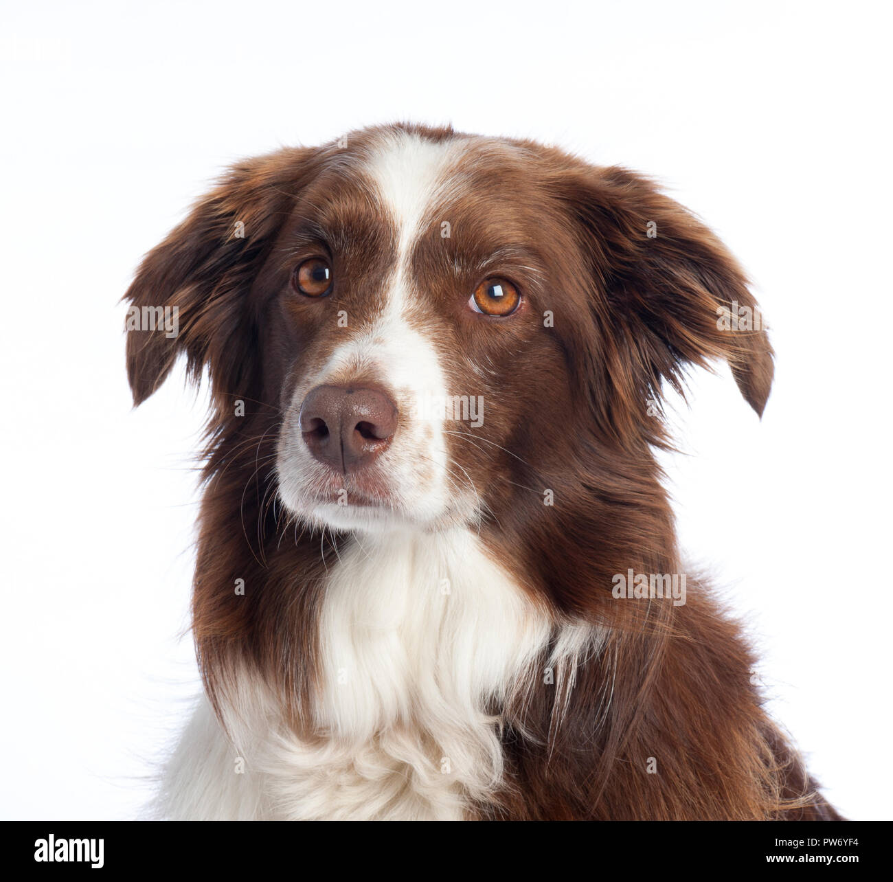 Cross Breed Dog Portrait mit weißen studio Hintergrund Stockfoto