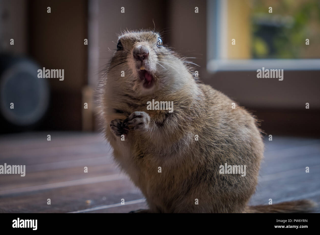 Lustiges Bild eines schockiert groundhog Eichhörnchen in die Kamera schaut Stockfoto