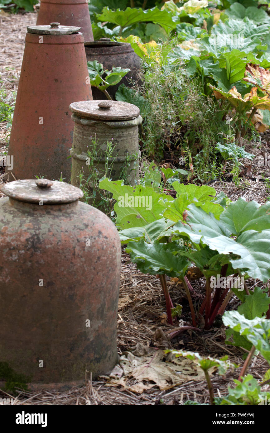 Rhabarber und cloches auf eine Zuteilung Stockfoto