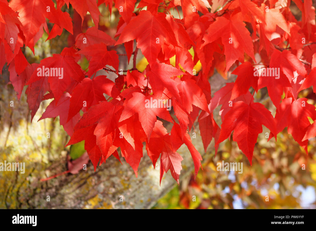Hell crimson farbige Blätter der roten Ahornbaum im Herbst Farbe Stockfoto