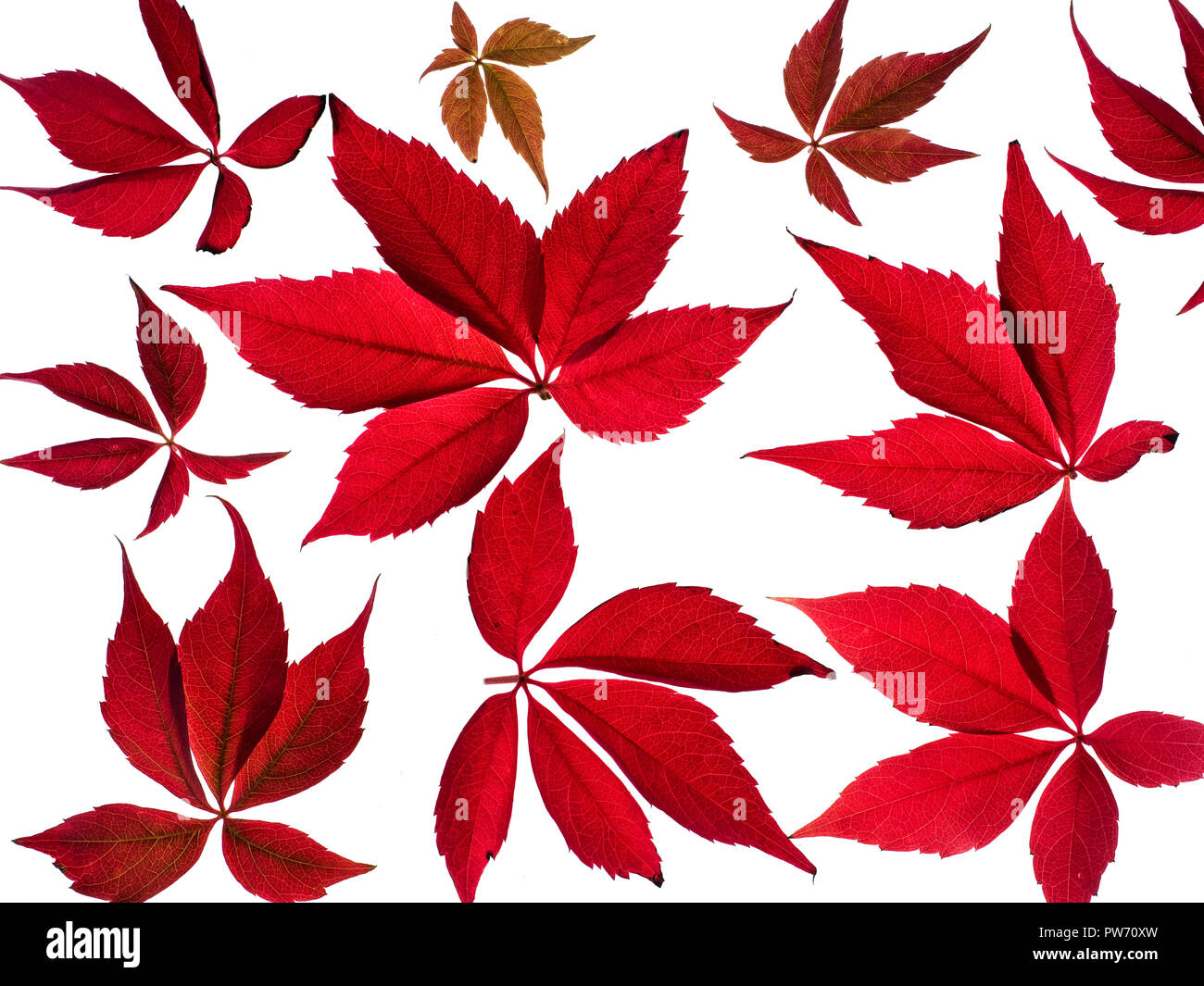 wildem Wein Parthenocissus quinquefolia Stockfoto