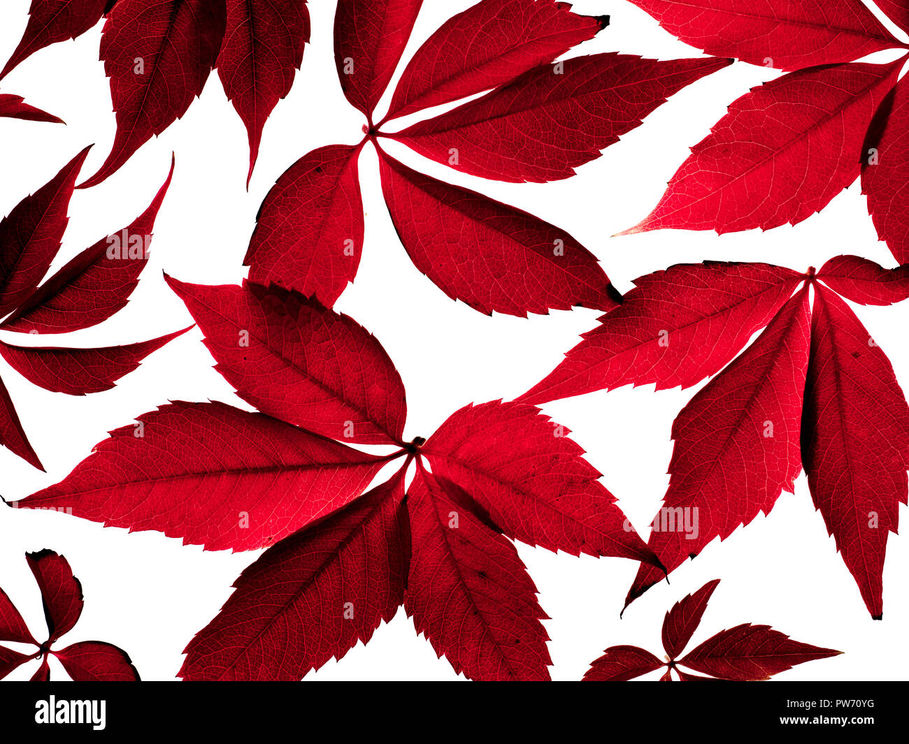 wildem Wein Parthenocissus quinquefolia Stockfoto