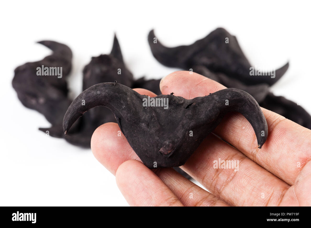 Wasser caltrop auf einem weißen Hintergrund, Wasser, Kastanie, Trapa natans Stockfoto