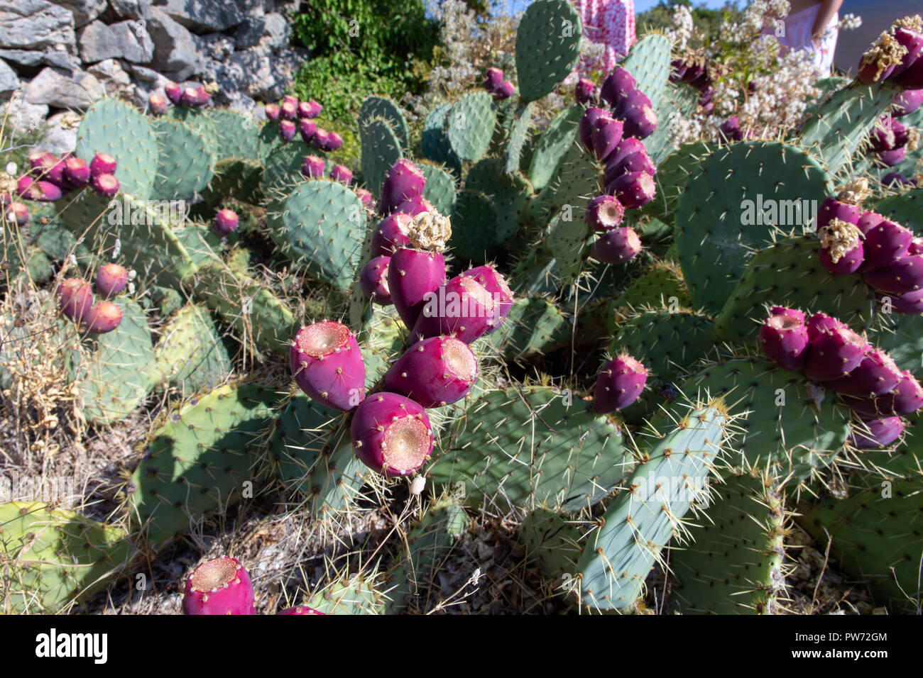Croatia cactus -Fotos und -Bildmaterial in hoher Auflsung  Alamy