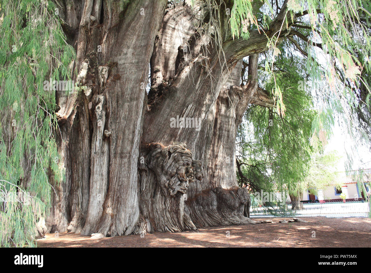 Baum von Tule (Taxodium distichum huegelii, Montezuma Cypress Tree