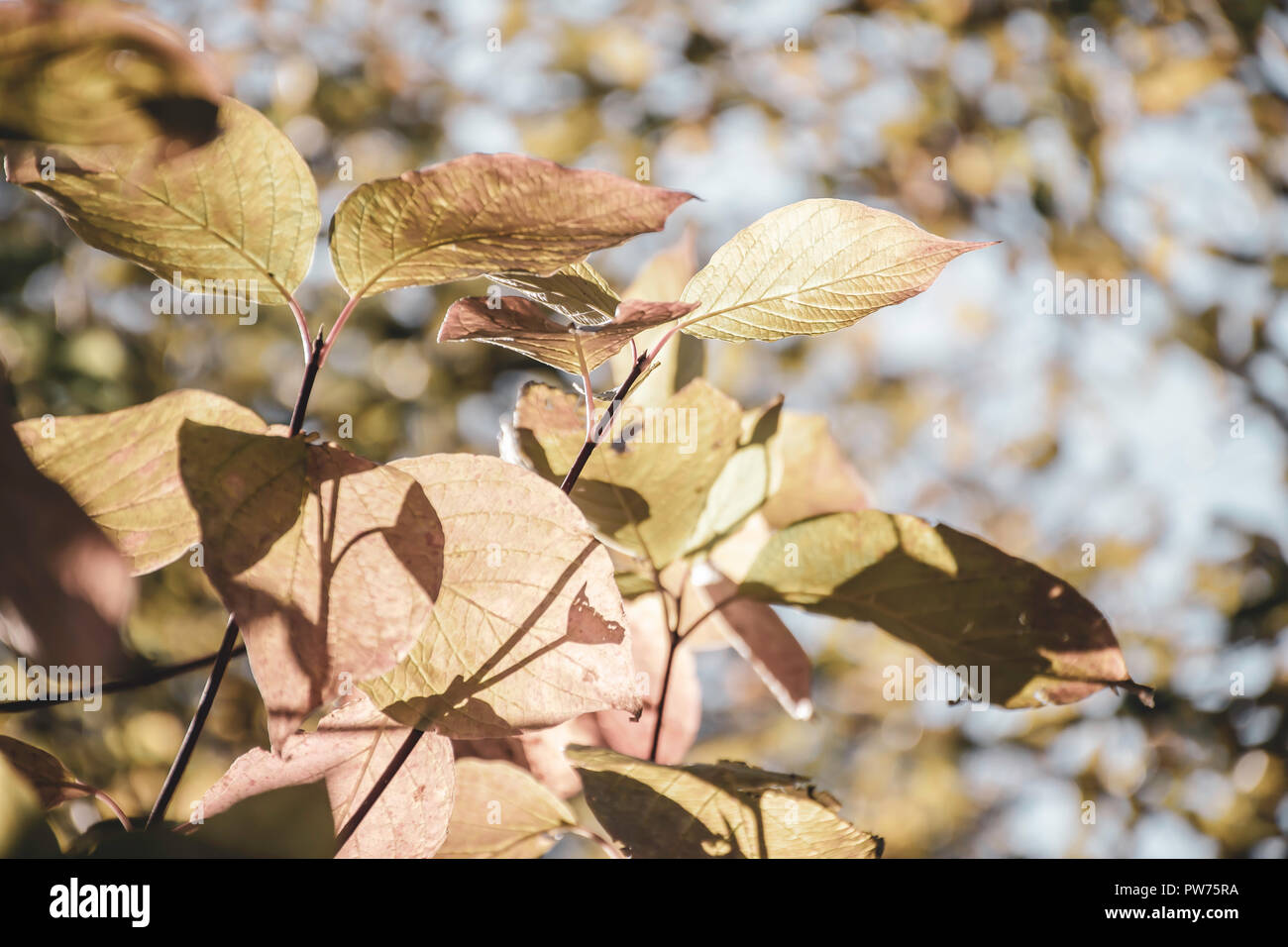 Laubfärbung in britischen Wald- und Helle unscharfe Himmel im Hintergrund. Natur uk auf schönen Herbsttag. Nachmittag Licht und Hintergrundbeleuchtung. Stockfoto