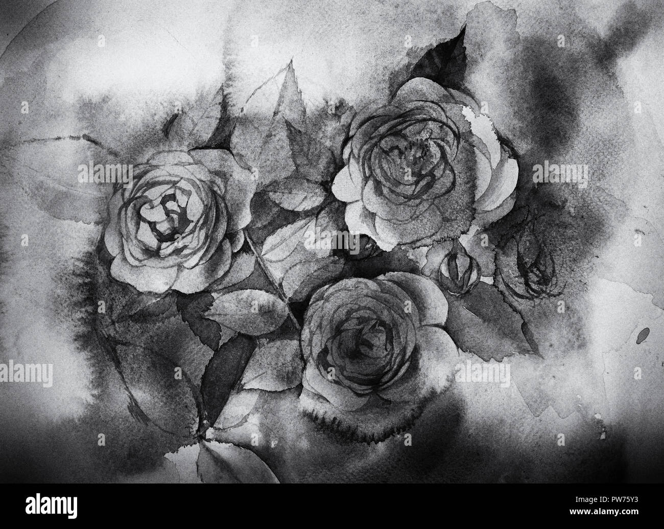 Schwarze und weiße Rosen Aquarell Stockfoto